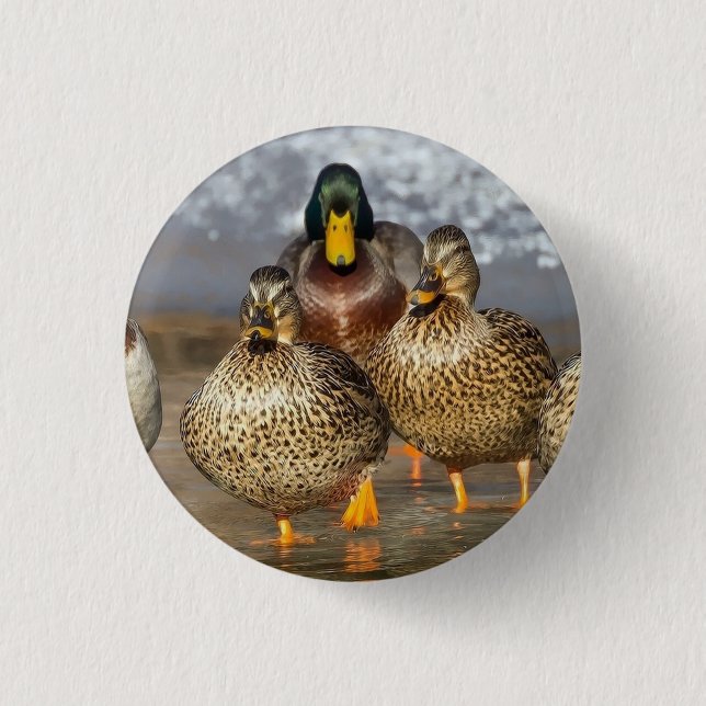 Wildlife Mallard Ducks Photo 1 Inch Round Button (Front)