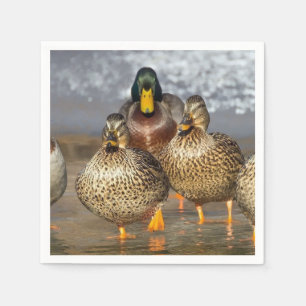 Wildlife Mallard Ducks Photo Napkin