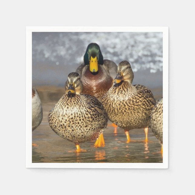 Wildlife Mallard Ducks Photo Napkin (Front)