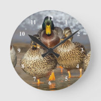 Wildlife Mallard Ducks Photo