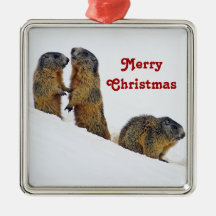 Wildlife Marmots Snow Photo Christmas