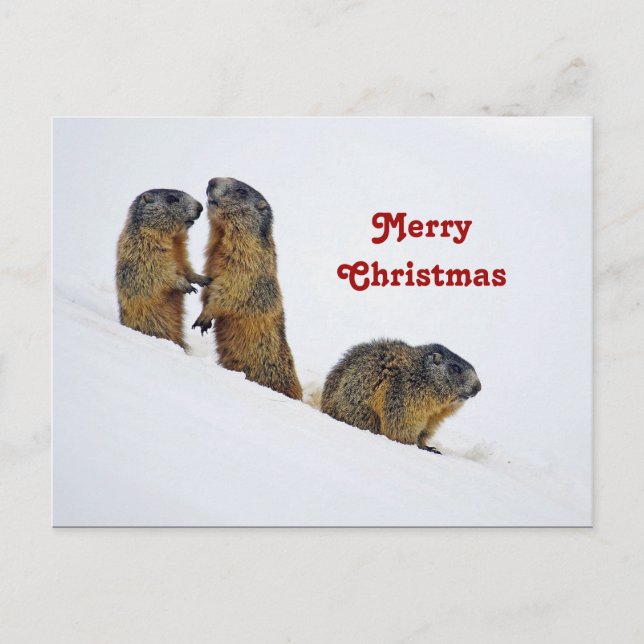 Wildlife Marmots Snow Photo Christmas Postcard (Front)