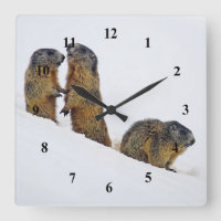 Wildlife Marmots Snow Photo