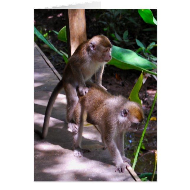 Wildlife Monkey Business  Macaque style (Front)