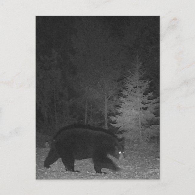 Wildlife night MI Black Bear Upper Peninsula  Holiday Postcard (Front)