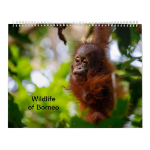 Wildlife of Borneo Calendar