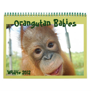 Wildlife Orangutan Babies Calendar