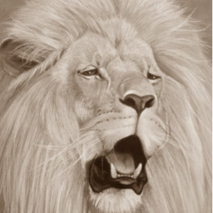 wildlife painting of lion roaring big cats  stone coaster