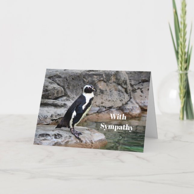 Wildlife Penguin Photo Sympathy Card (Front)
