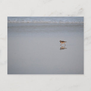 Wildlife Photo Ocean Nature Beach Bird Sandpiper Postcard