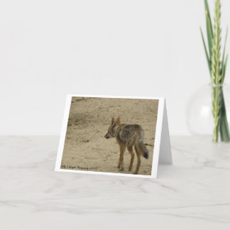 Wildlife Photography Note Card Design 3