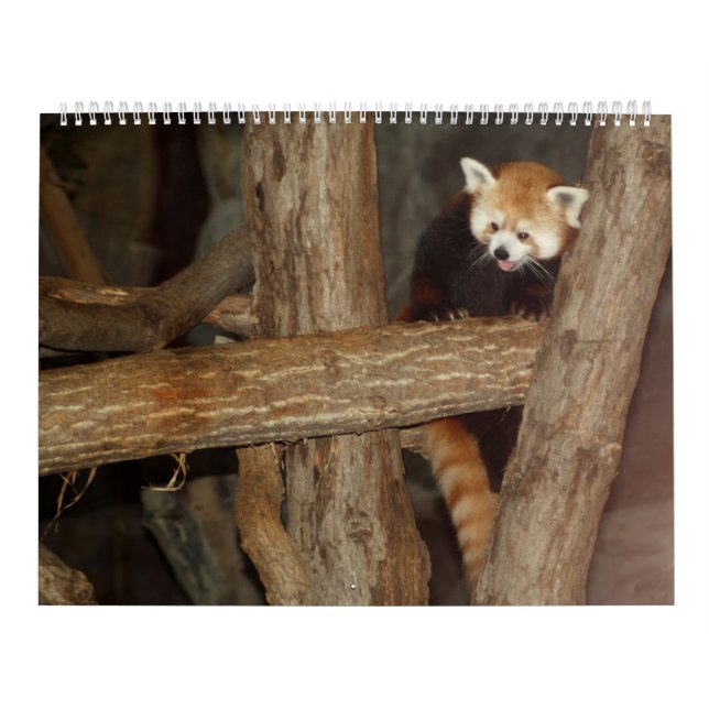 Wildlife Photo's Calendar (Cover)