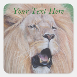 wildlife picture of sad lion roaring big cat square sticker