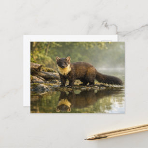 Wildlife Pine Marten Forest Stream  Postcard