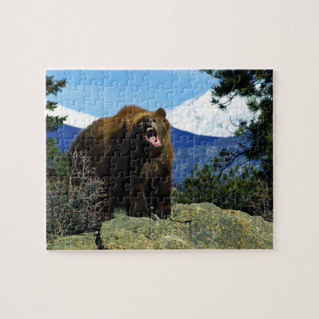 Wildlife Puzzle-Bear Jigsaw Puzzle (Horizontal)