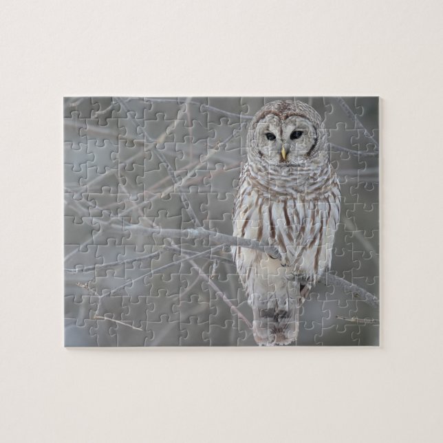 Wildlife Puzzle-Owl Jigsaw Puzzle (Horizontal)