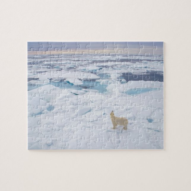 Wildlife Puzzle-Polar Bear Jigsaw Puzzle (Horizontal)