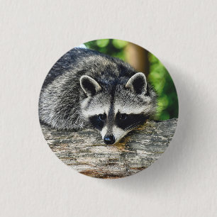 Wildlife Raccoon Log Mammal Photo 1 Inch Round Button