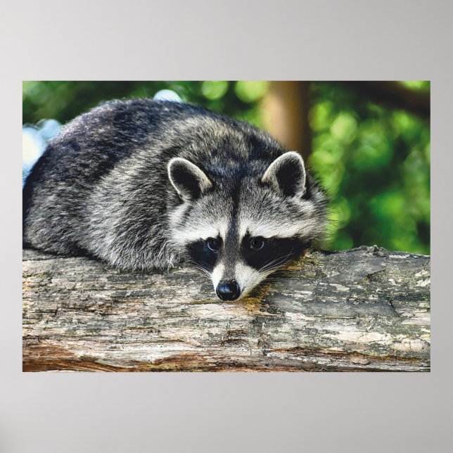 Wildlife Raccoon Log Mammal Photo Poster (Front)