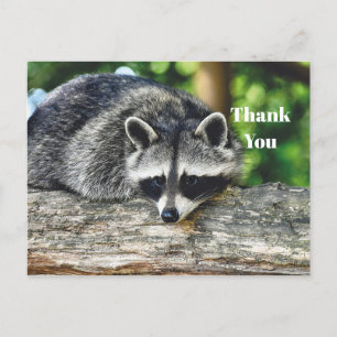 Wildlife Raccoon Log Mammal Photo Thank You Postcard