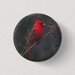 Wildlife Red Cardinal Photo 1 Inch Round Button