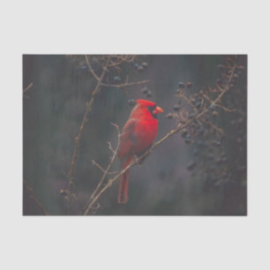 Wildlife Red Cardinal Photo Tissue Paper