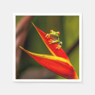 Wildlife Red Eyed Tree Frog Photo Napkin