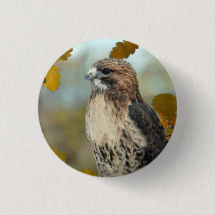 Wildlife Red Tailed Hawk Autumn Photo 1 Inch Round Button
