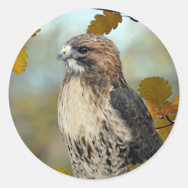 Wildlife Red Tailed Hawk Autumn Photo Classic Round Sticker (Front)