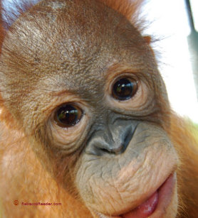 Cute Baby Orangutan Office School Products Zazzleca