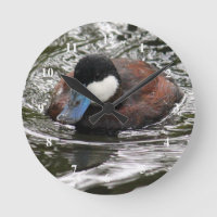 Wildlife Ruddy Duck Photo