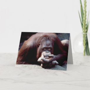 Wildlife Set - Primates 10 Card