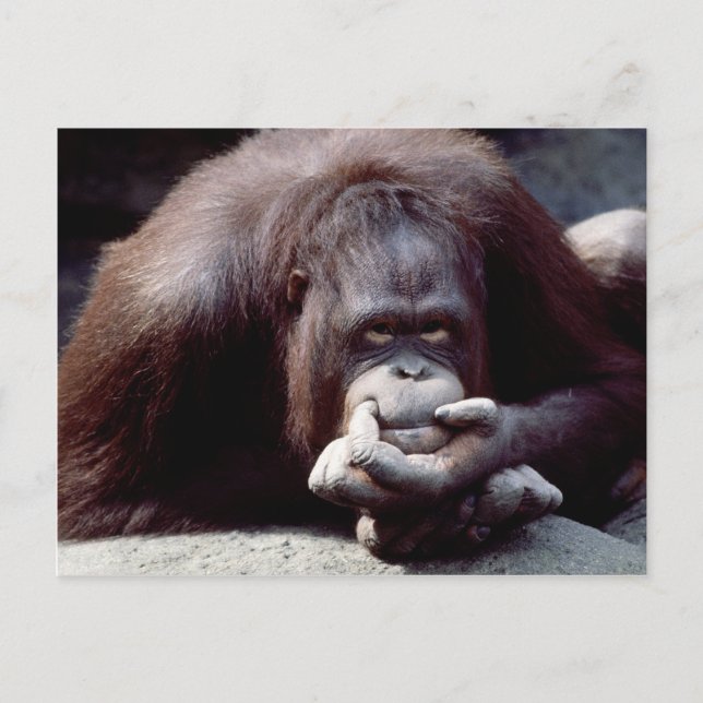Wildlife Set - Primates 10 Postcard (Front)