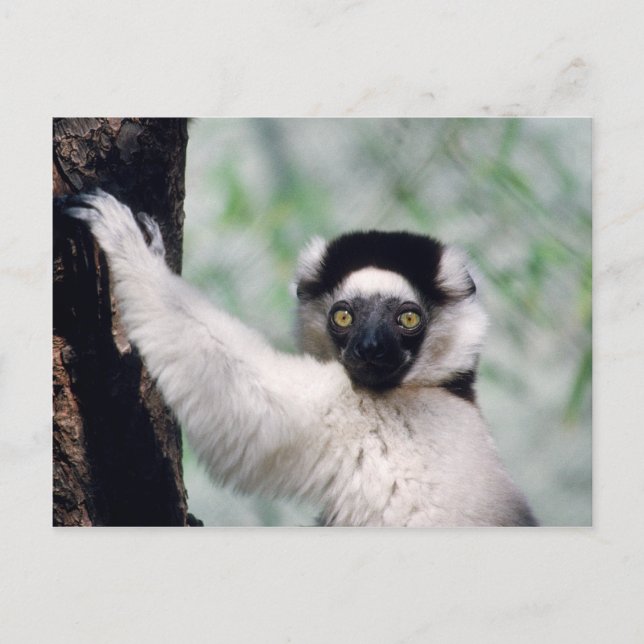 Wildlife Set - Primates 12 Postcard (Front)