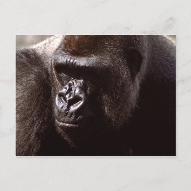 Wildlife Set - Primates 13 Postcard (Front)