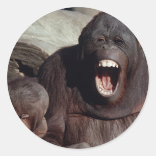 Wildlife Set - Primates 1 Classic Round Sticker