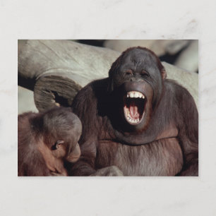 Wildlife Set - Primates 1 Postcard