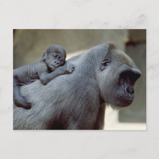 Wildlife Set - Primates 3 Postcard