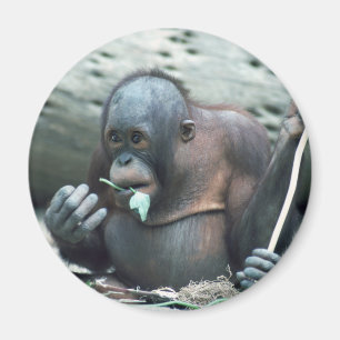 Wildlife Set - Primates 4 Magnet