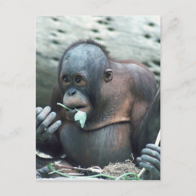 Wildlife Set - Primates 4 Postcard (Front)