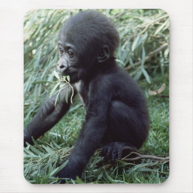 Wildlife Set - Primates 8 Mouse Pad (Front)