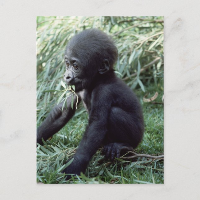 Wildlife Set - Primates 8 Postcard (Front)