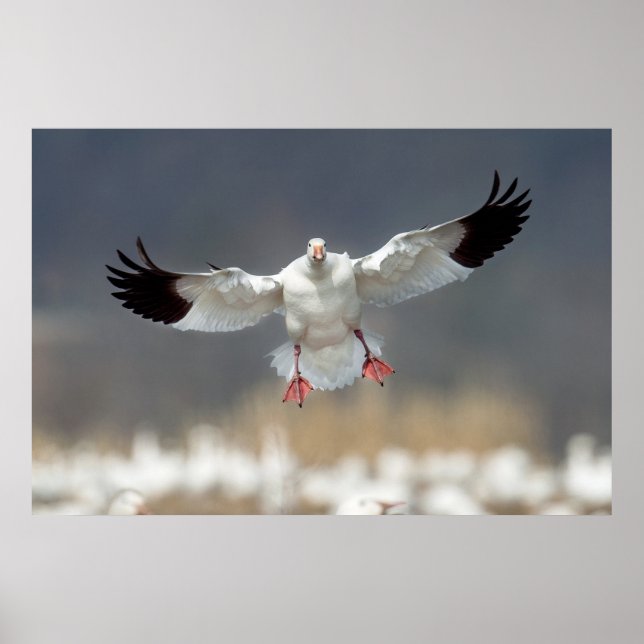 Wildlife Snow Goose Photo Poster (Front)