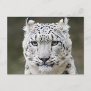 Wildlife Snow Leopard Closeup Face  Postcard
