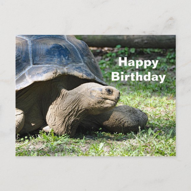 Wildlife Tortoise Photo Birthday Postcard (Front)