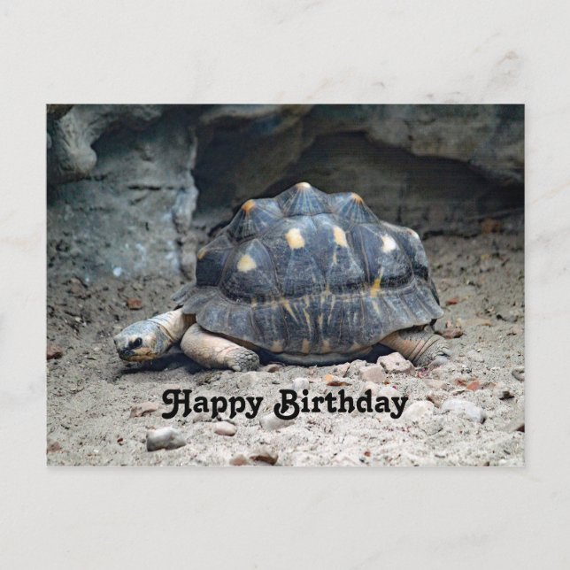 Wildlife Tortoise Reptile Photo Birthday Postcard (Front)