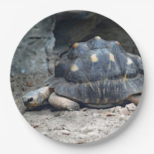 Wildlife Tortoise Reptile Photo Paper Plate