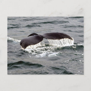 Wildlife Whale Tail Alaska Photo Postcard