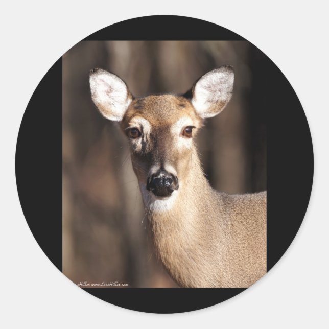 Wildlife Whitetail Deer Doe Portrait Classic Round Sticker (Front)