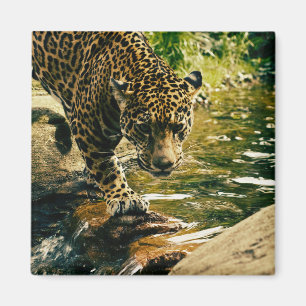Wildlife Wildcat Animal Leopard Nature Magnet
